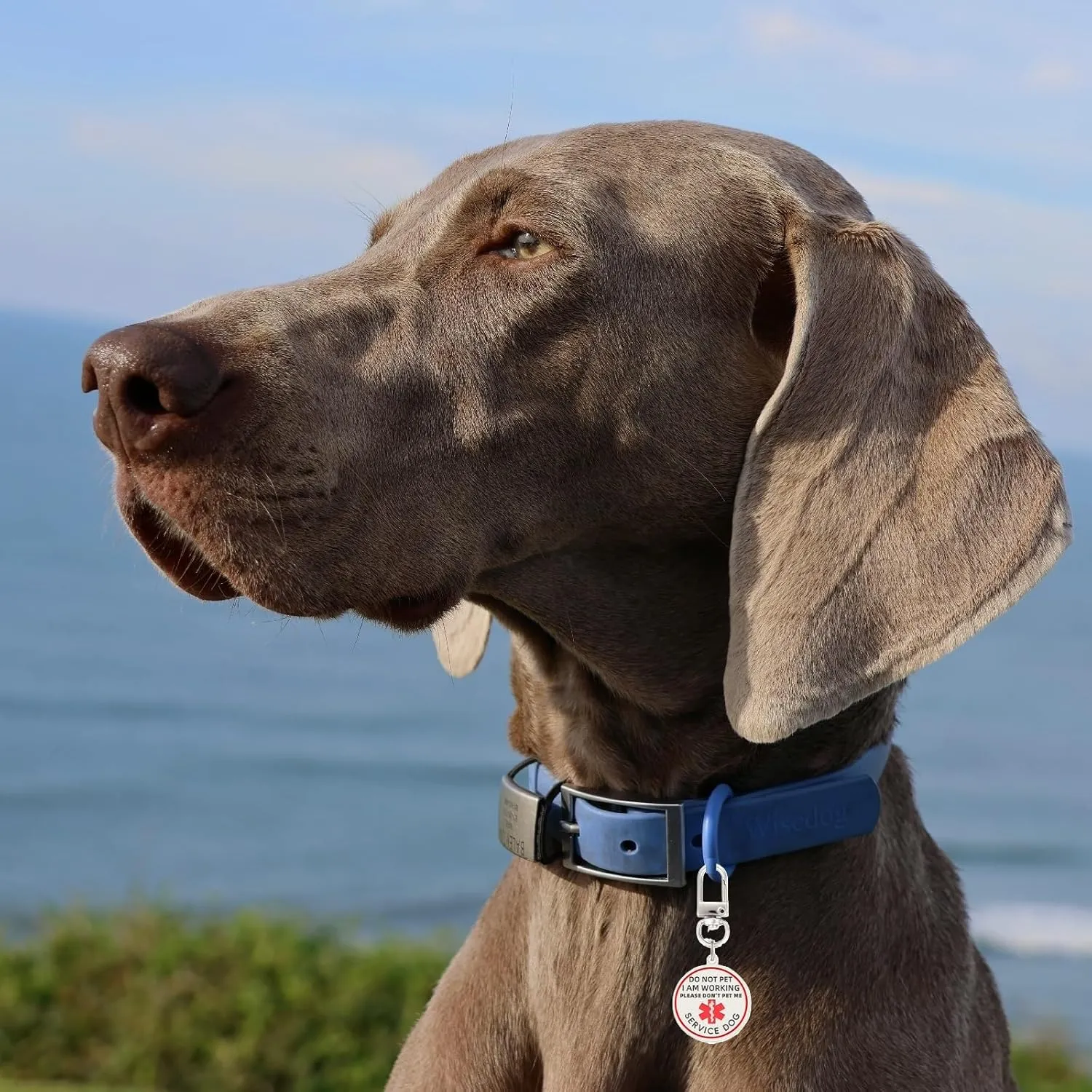 Do Not Pet Patch 2 Pcs,Service Id Dog Tag Easily Attach to Collar, Harness,Vest (Red Patch-Small 1.18 x 4.33)