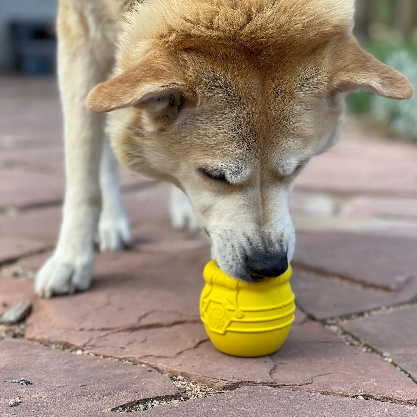 Honey Pot Durable Rubber Treat Dispenser & Enrichment