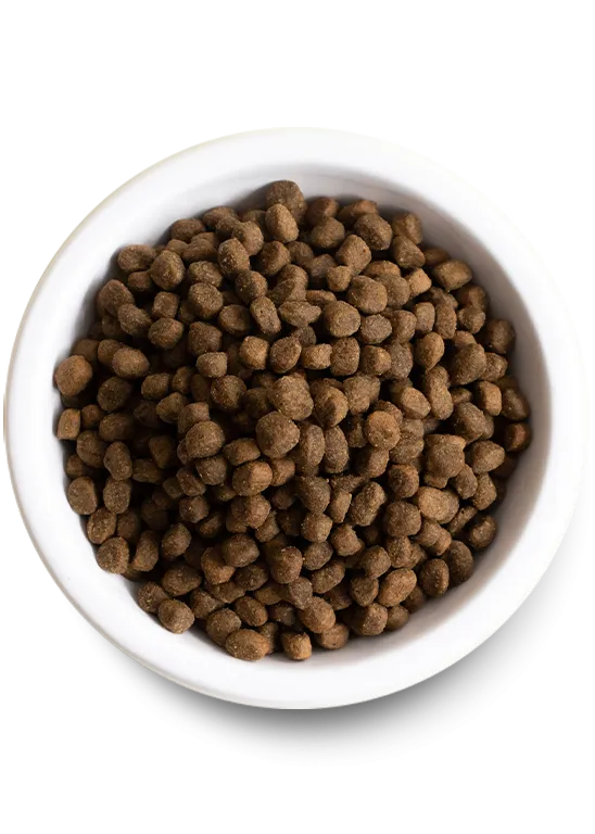 Salmon & Sweet Potato Grain-Free Puppy Food