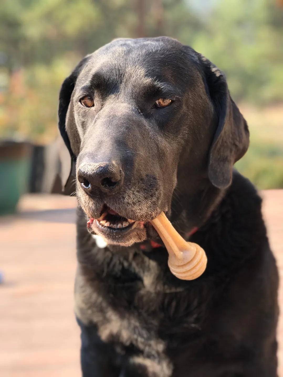 Sodapup Honey Bone Ultra Durable Nylon Dog Chew Toy for Aggressive Chewers